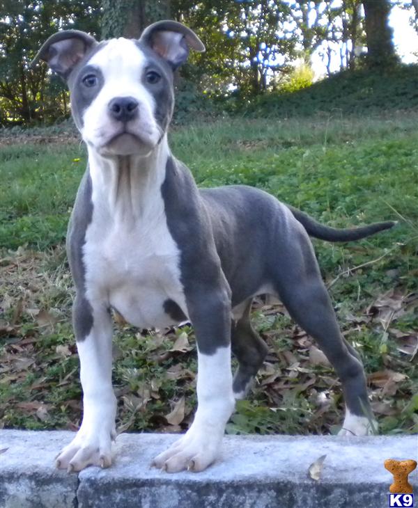Puppies in NC